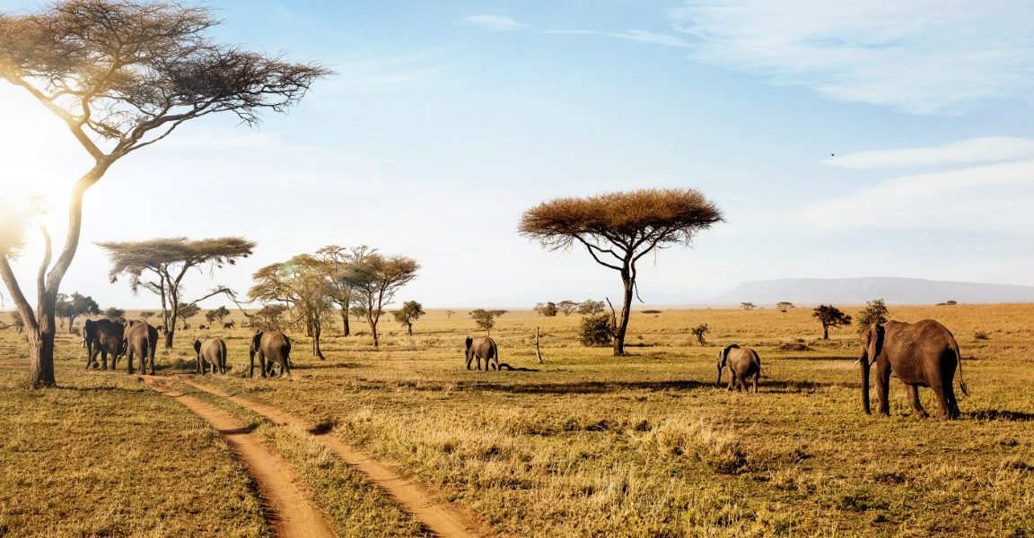 Serengeti Safari Accommodation